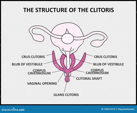 imágenes de clítoris de la mujer